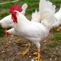 Gallo livornese bianco in purezza
