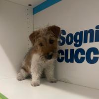 Jack Russel zampa corta disponibili