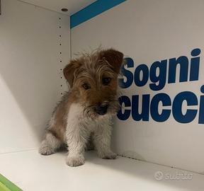 Jack Russel zampa corta disponibili