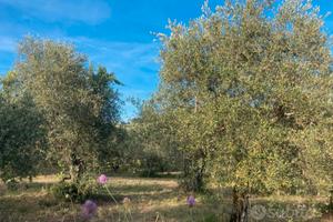 TERRENO AGRICOLO OLIVETA SANTA BRIGIDA