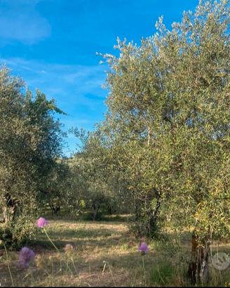 TERRENO AGRICOLO OLIVETA SANTA BRIGIDA