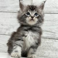 Cuccioli Maine Coon