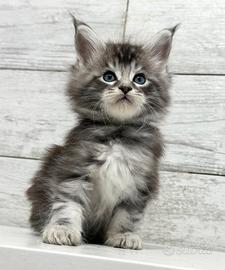 Cuccioli Maine Coon