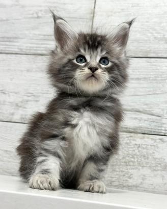 Cuccioli Maine Coon