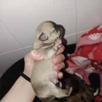 Chihuahua amorevoli