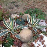 Piante di agave da esterno/interno