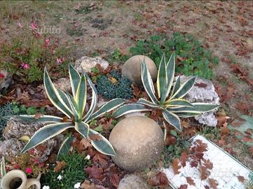 Piante di agave da esterno/interno