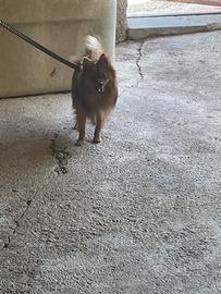 Volpino Pomerania