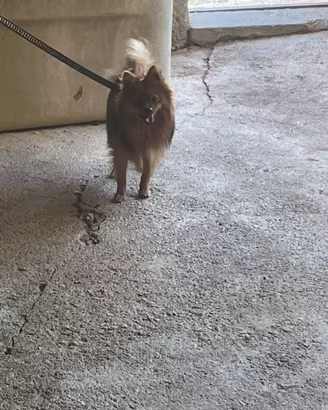 Volpino Pomerania