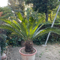 Magnifica Cycas Revoluta (Palma di Sago) con Vaso!
