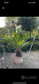 Magnifica Cycas Revoluta (Palma di Sago) con Vaso!