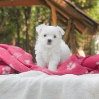 Cucciola di Maltese