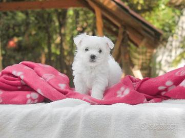 Cucciola di Maltese