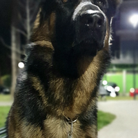 Pastore tedesco per monta