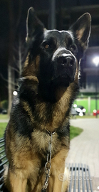 Pastore tedesco per monta