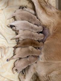 Cucciolata di Golden retriever