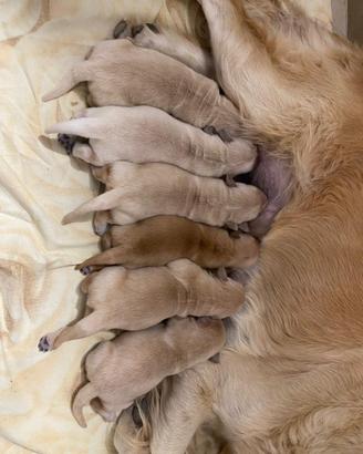 Cucciolata di Golden retriever
