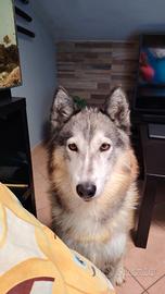 husky Siberiano 