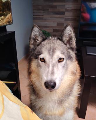 husky Siberiano 