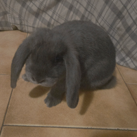 Cucciolo casa fabri blue 2 mesi