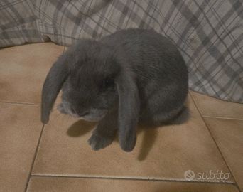 Cucciolo casa fabri blue 2 mesi