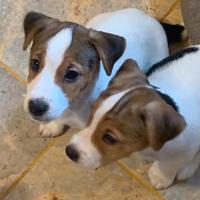 Cuccioli Jack Russell Terrier