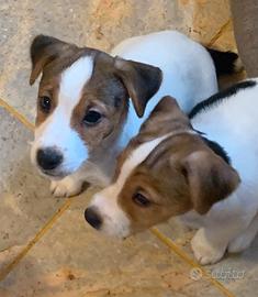 Cuccioli Jack Russell Terrier