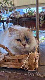 Sacro di Birmania gattina