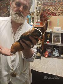 CAVIA ABISSINA