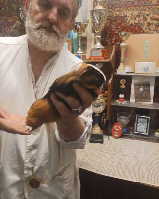 CAVIA ABISSINA