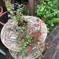 Kalanchoe manginii vaso 13 cm