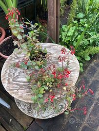 Kalanchoe manginii vaso 13 cm