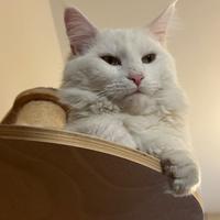 Maine coon bianco