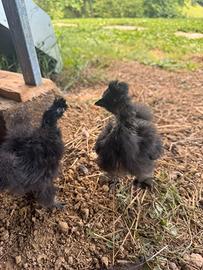 Pulcini Gallina Moroseta