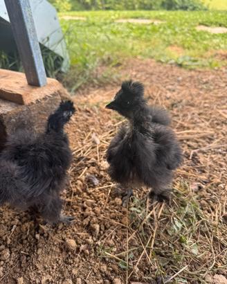 Pulcini Gallina Moroseta