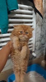 Cucciolo persiano