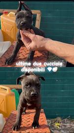 pitbull