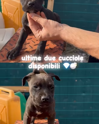 pitbull