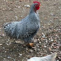 Galline e galli Amrok