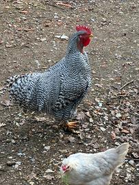 Galline e galli Amrok