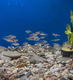Hemigrammus , rasbore , tanichthys