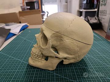 teschio umano anatomico