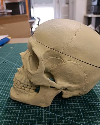 teschio umano anatomico