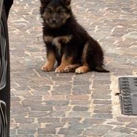 Cuccioli Border collie