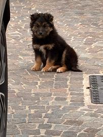 Cuccioli Border collie