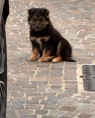Cuccioli Border collie