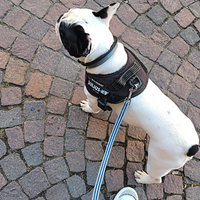 Bulldog Francese disponibile per Monta