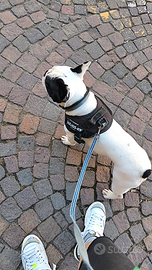 Bulldog Francese disponibile per Monta