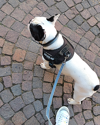 Bulldog Francese disponibile per Monta