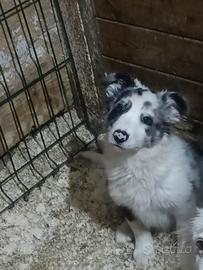 Cucciola di Border Collie